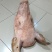 整猪头，带骨整猪头，精修猪头，精修三角头