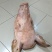 整猪头，带骨整猪头，精修猪头，精修三角头