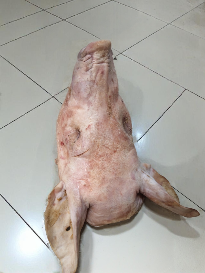 整猪头，带骨整猪头，精修猪头，精修三角头