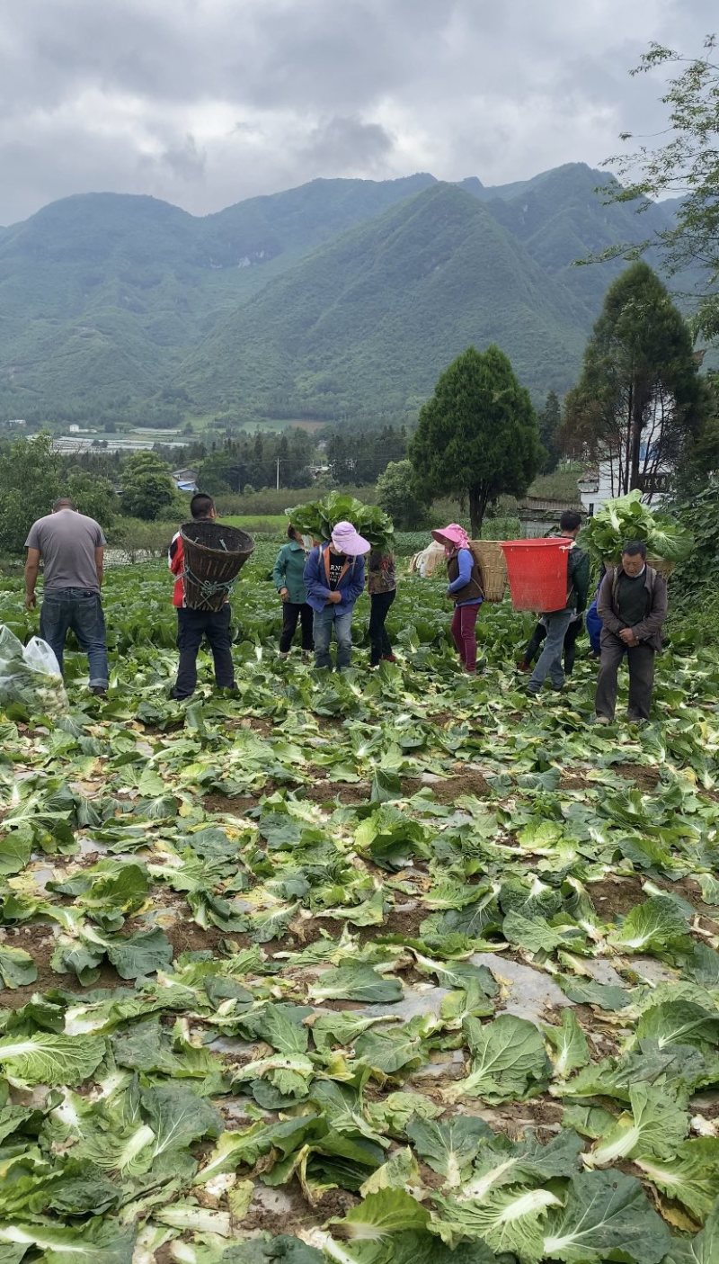 高山大白菜、量大货好、长期代收各种时令蔬菜、欢迎您的光临