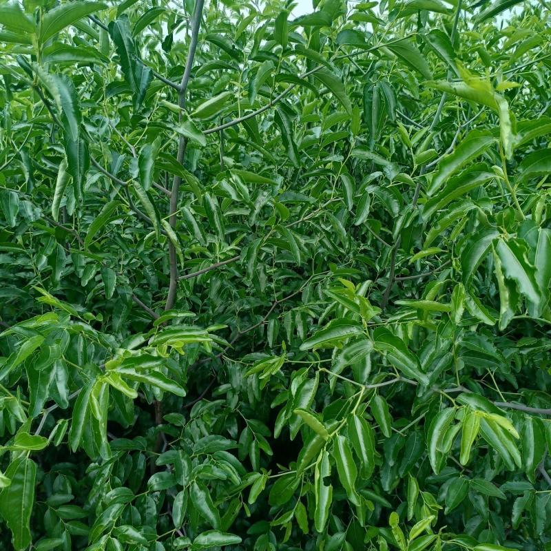 当年嫁接优质脆甜冬枣树苗，可以预定，现起现发