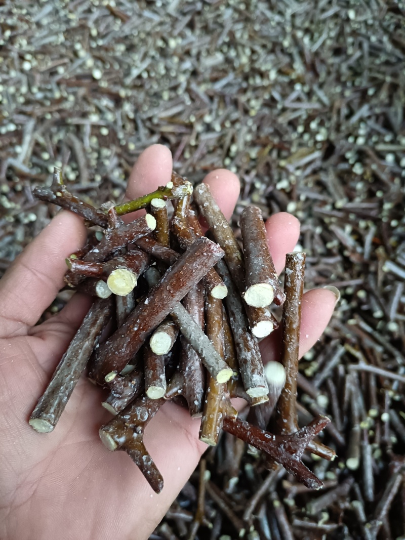 当年嫁接优质脆甜冬枣树苗，可以预定，现起现发