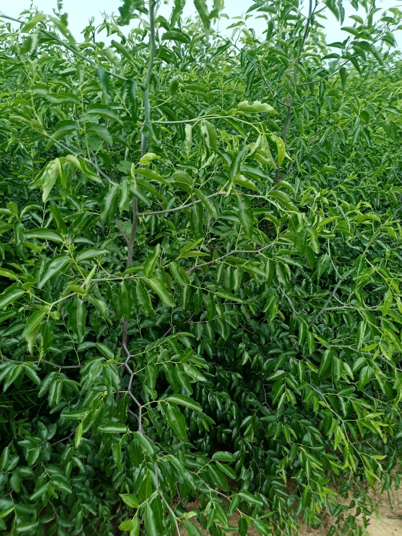 当年嫁接优质脆甜冬枣树苗，可以预定，现起现发