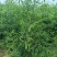 当年嫁接优质脆甜冬枣树苗，可以预定，现起现发