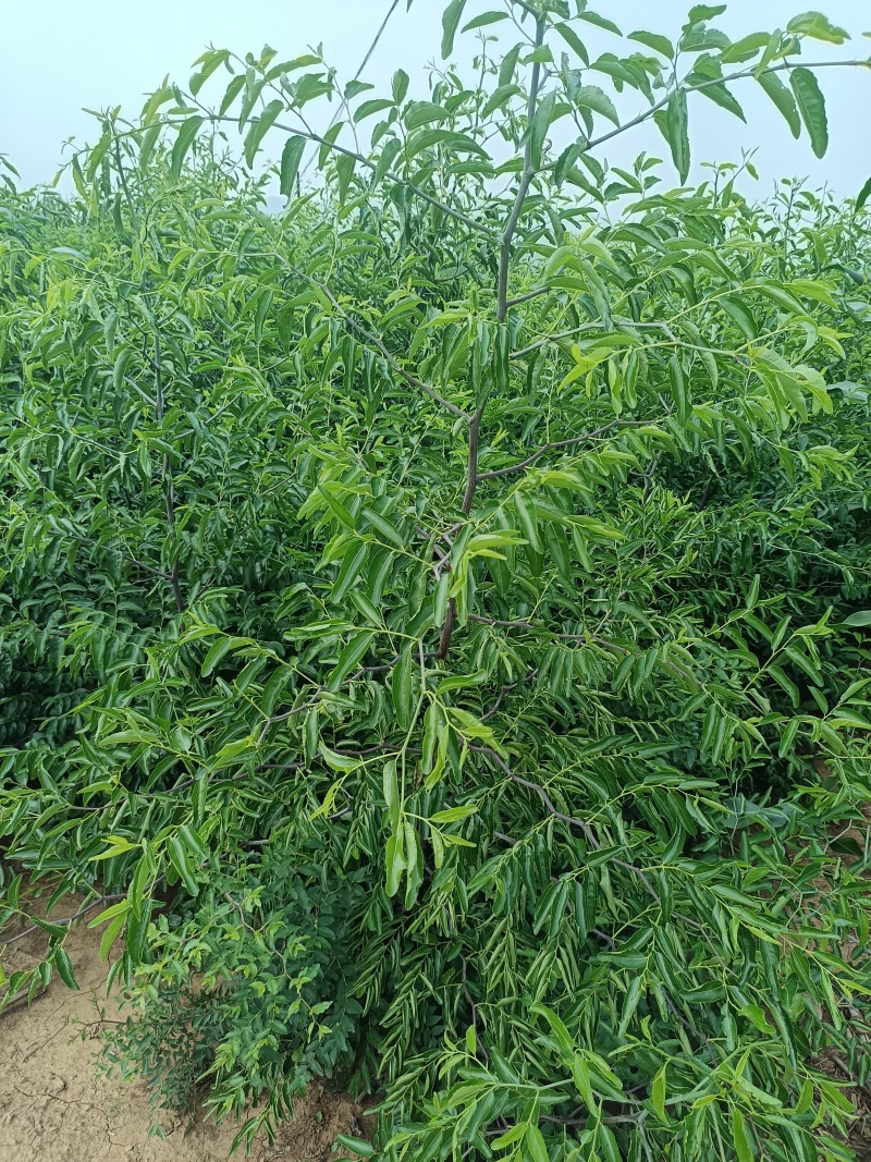 当年嫁接优质脆甜冬枣树苗，可以预定，现起现发