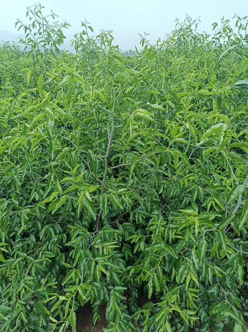 当年嫁接优质脆甜冬枣树苗，可以预定，现起现发