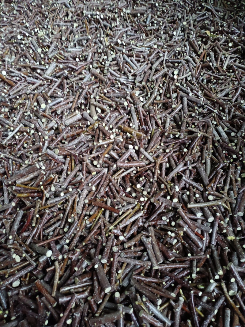 当年嫁接优质脆甜冬枣树苗，可以预定，现起现发