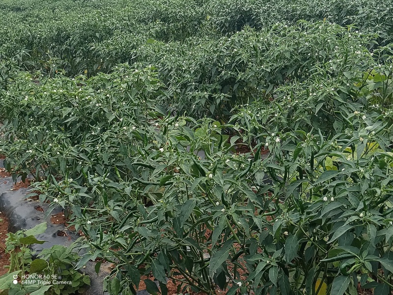 鲜青椒