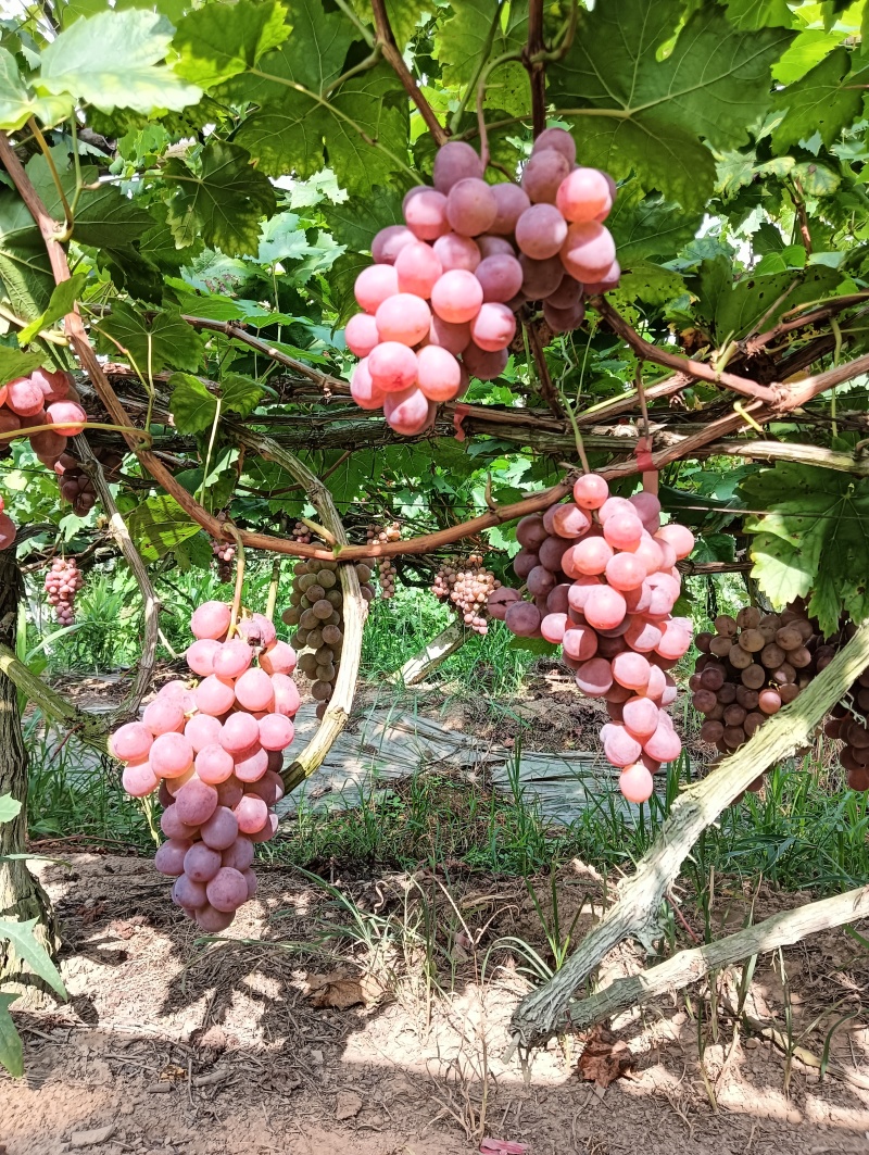 红提