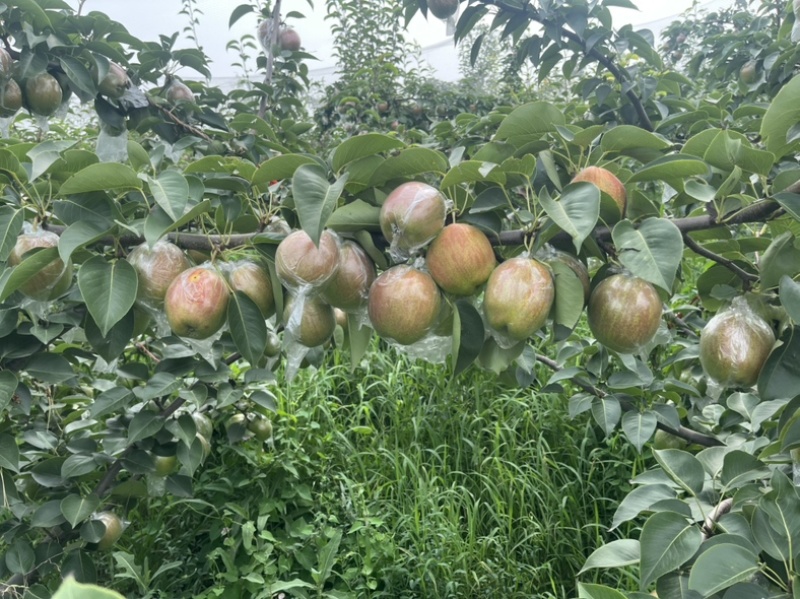 阳信富硒媚梨