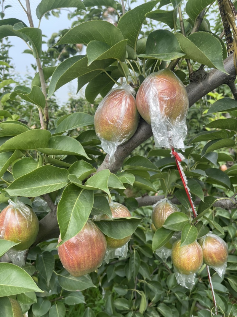 阳信富硒媚梨