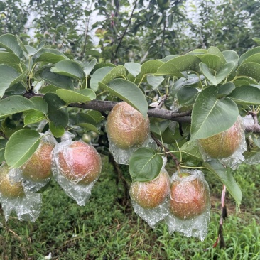 阳信富硒媚梨