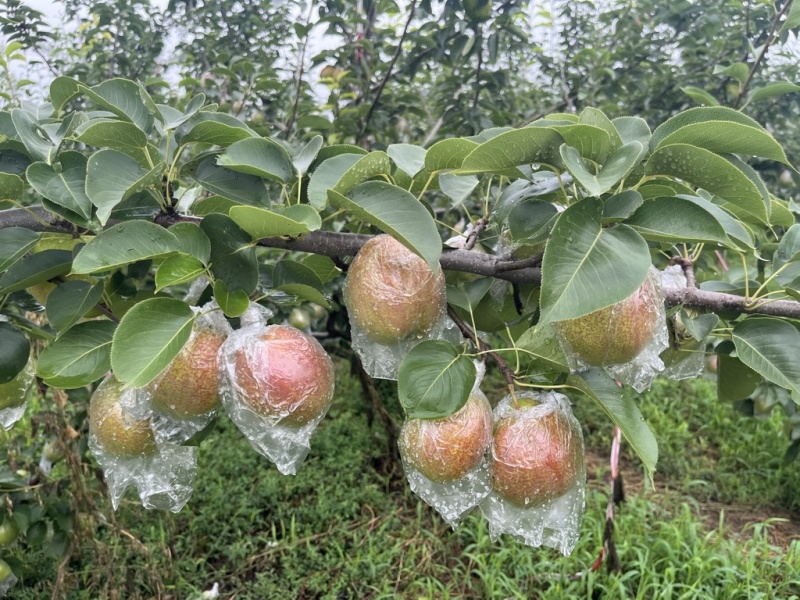 阳信富硒媚梨