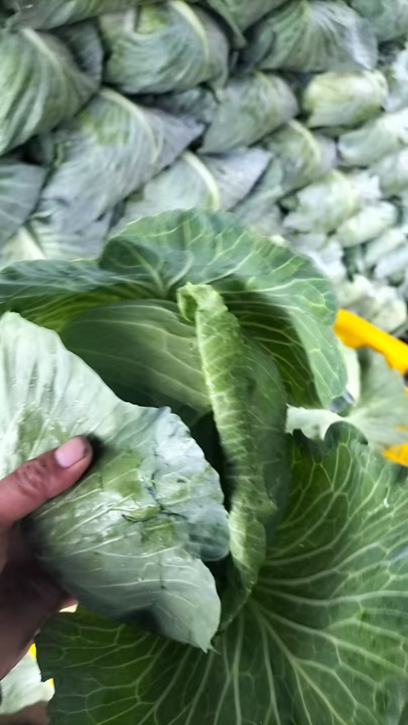 精品包菜