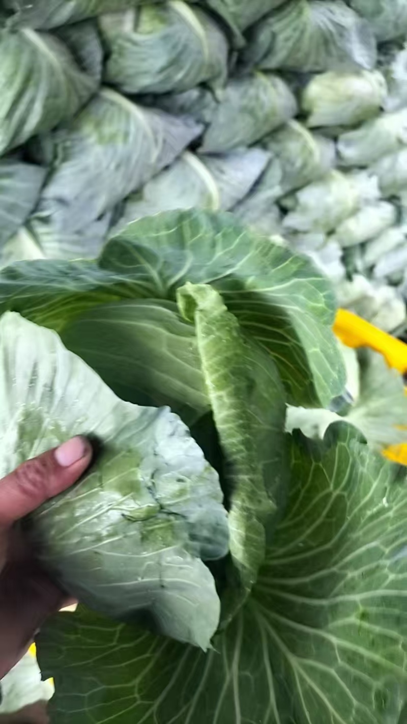 精品包菜