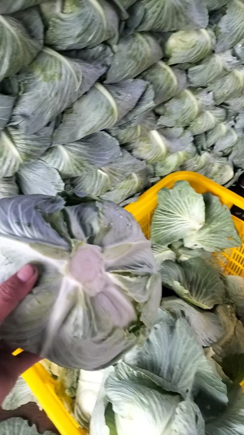 精品包菜
