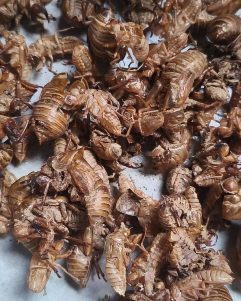 新鲜蝉蜕特卖无杂质24小时在线货源充足