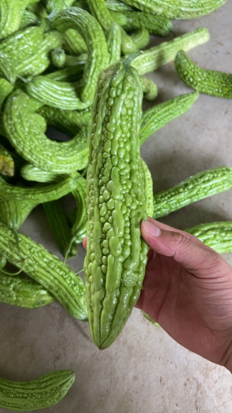 挑剩下次果，下季苦瓜