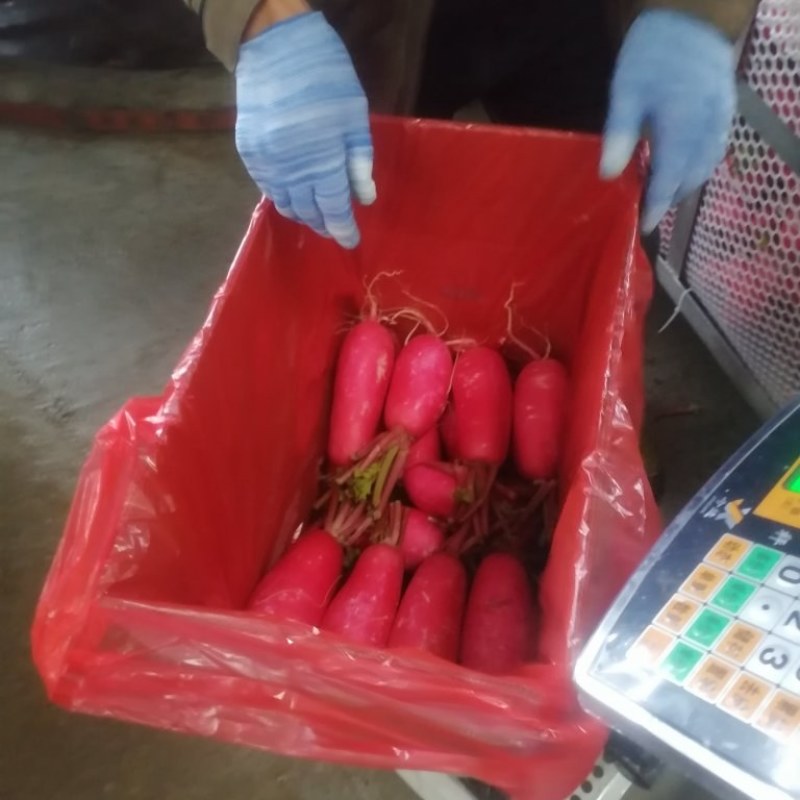 精品红皮萝卜