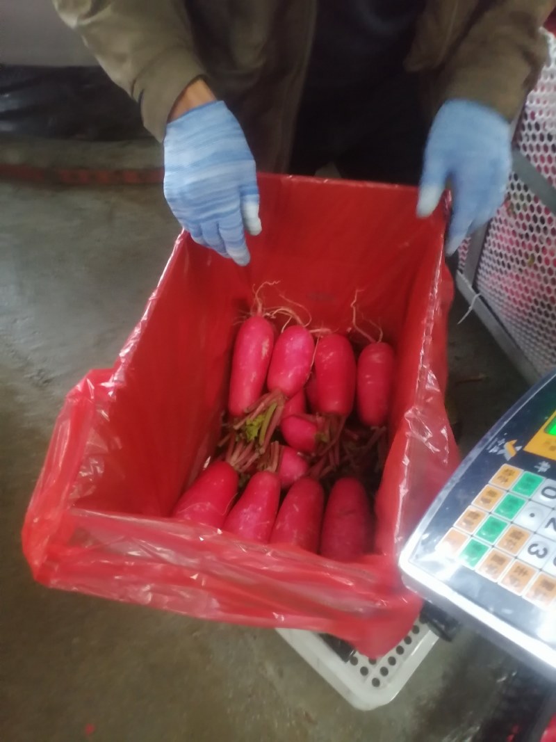 精品红皮萝卜