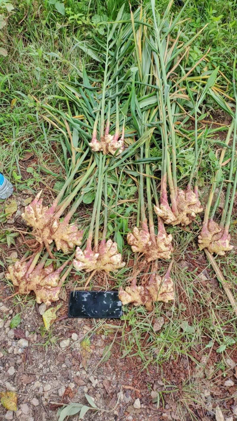 云南文山小黄姜