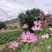 土蜂蜜