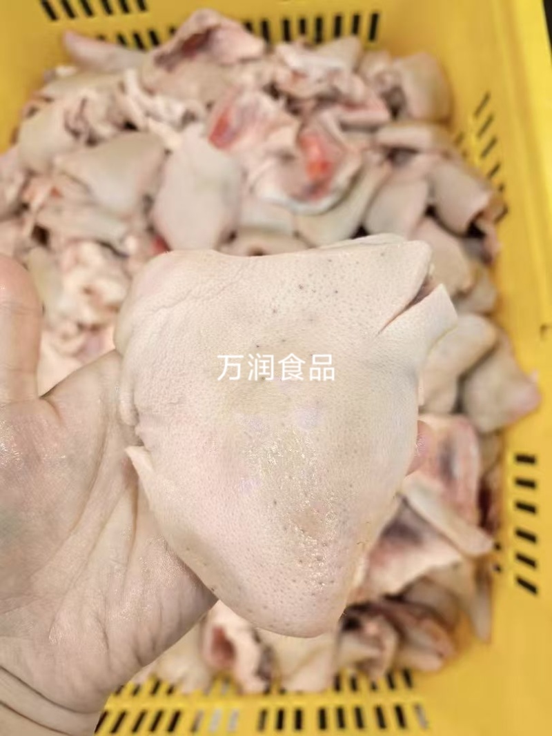 纯干下嘴尖20斤，下巴尖，猪下嘴