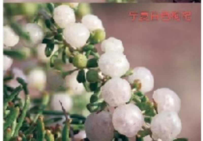 长期有货枸杞超高性价比厂家直销品质保证