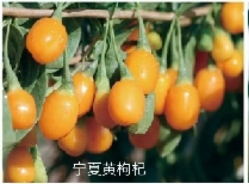 长期有货枸杞超高性价比厂家直销品质保证