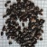 九香虫新货到了！干度颜色好！关书药材批发中药
