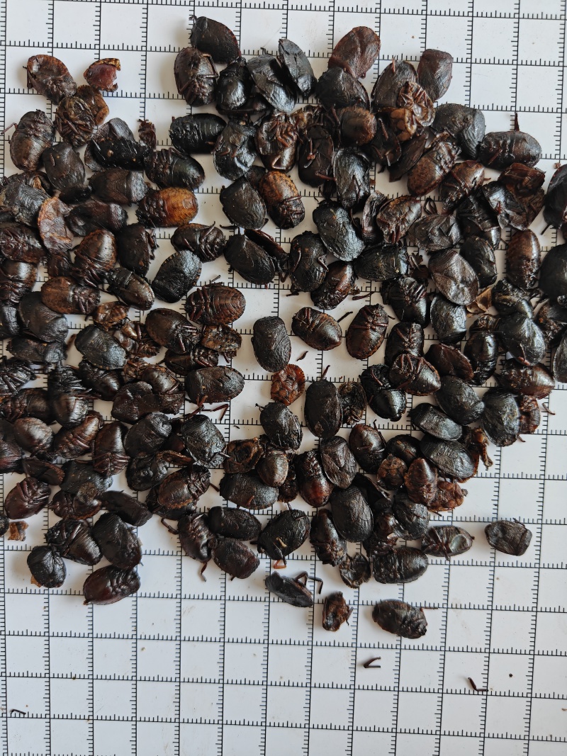 九香虫新货到了！干度颜色好！关书药材批发中药
