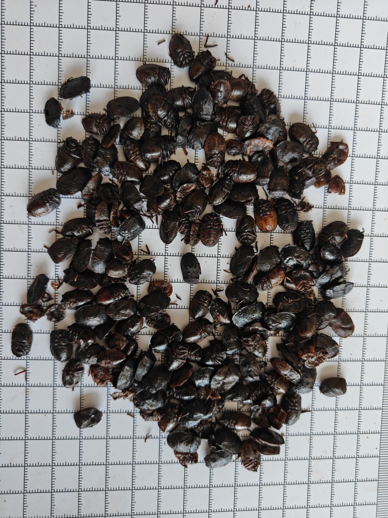 九香虫新货到了！干度颜色好！关书药材批发中药