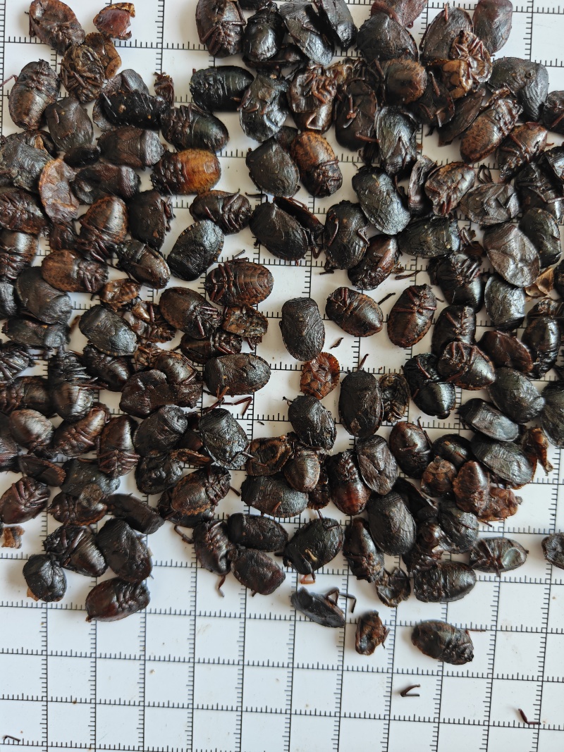 九香虫新货到了！干度颜色好！关书药材批发中药