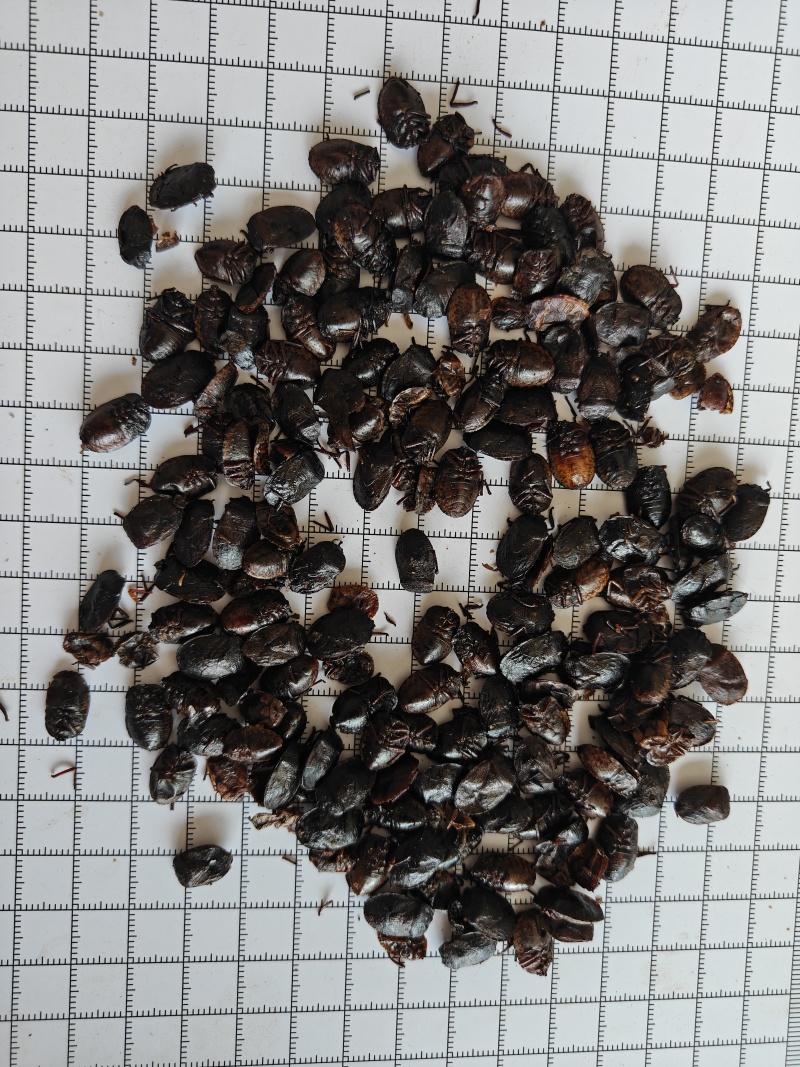 九香虫新货到了！干度颜色好！关书药材批发中药