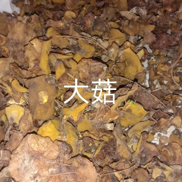 东北松蘑干货