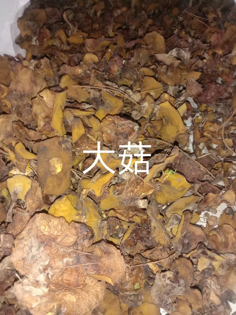 东北松蘑干货