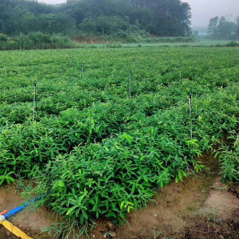 栓皮栎杯苗，麻栎杯苗。栓皮栎，麻栎裸根苗。