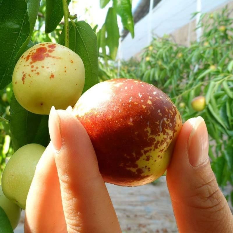 《畅销》山东冬枣大量现货，对接多多买菜，社区团购，电商一