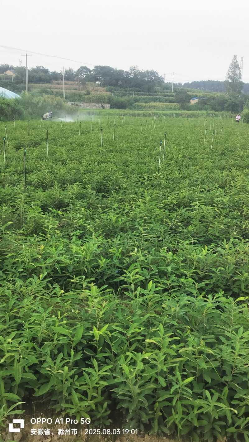 栓皮栎杯苗，麻栎杯苗。栓皮栎，麻栎裸根苗。