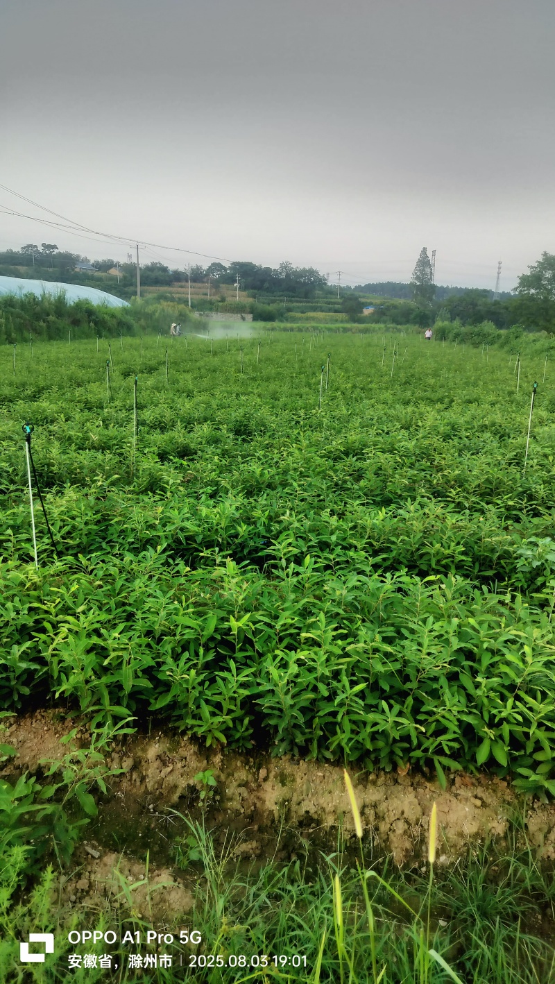 栓皮栎杯苗，麻栎杯苗。栓皮栎，麻栎裸根苗。