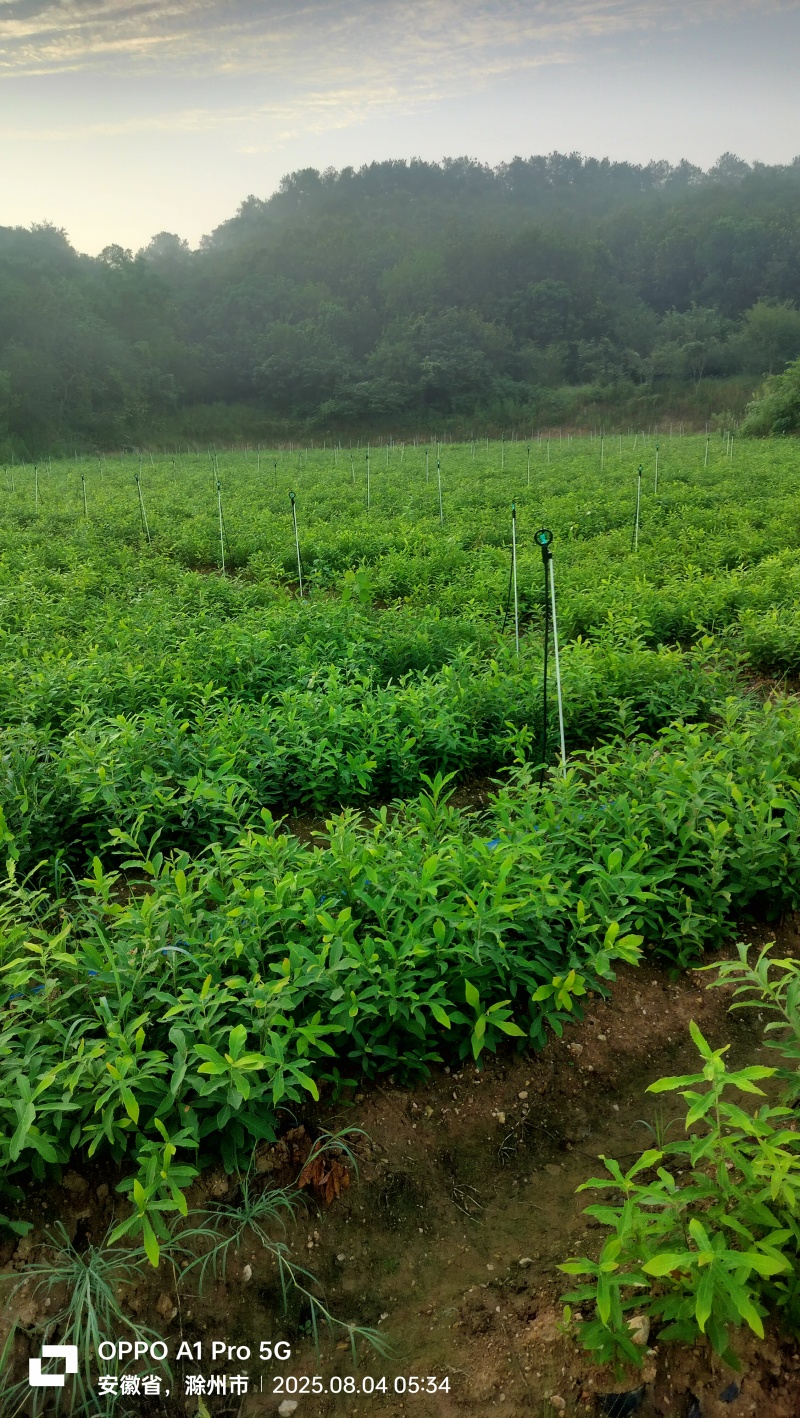 栓皮栎杯苗，麻栎杯苗。栓皮栎，麻栎裸根苗。