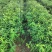 栓皮栎杯苗，麻栎杯苗。栓皮栎，麻栎裸根苗。