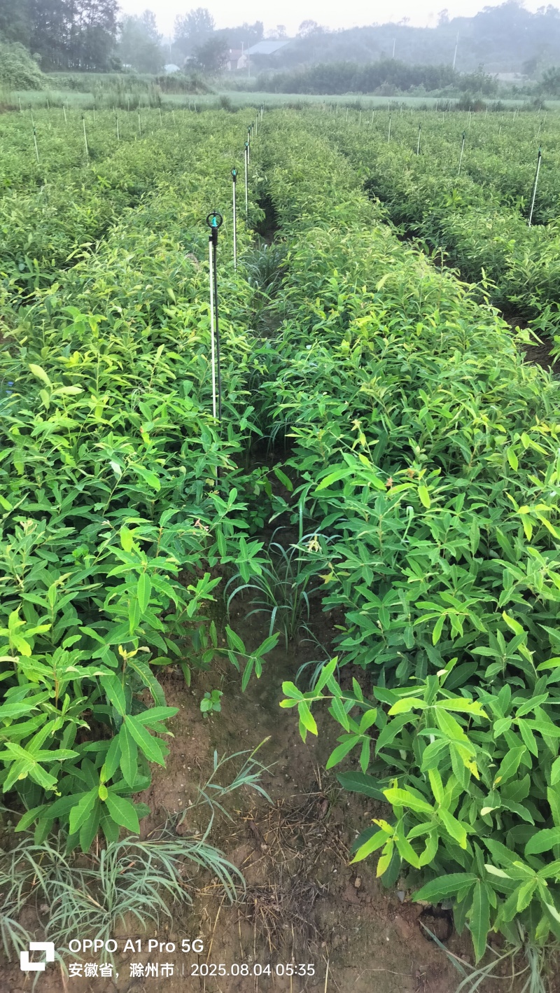 栓皮栎杯苗，麻栎杯苗。栓皮栎，麻栎裸根苗。