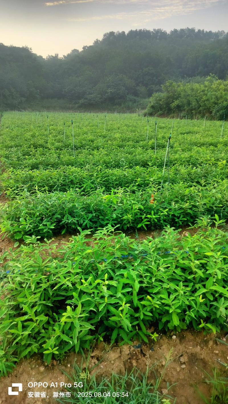 栓皮栎杯苗，麻栎杯苗。栓皮栎，麻栎裸根苗。