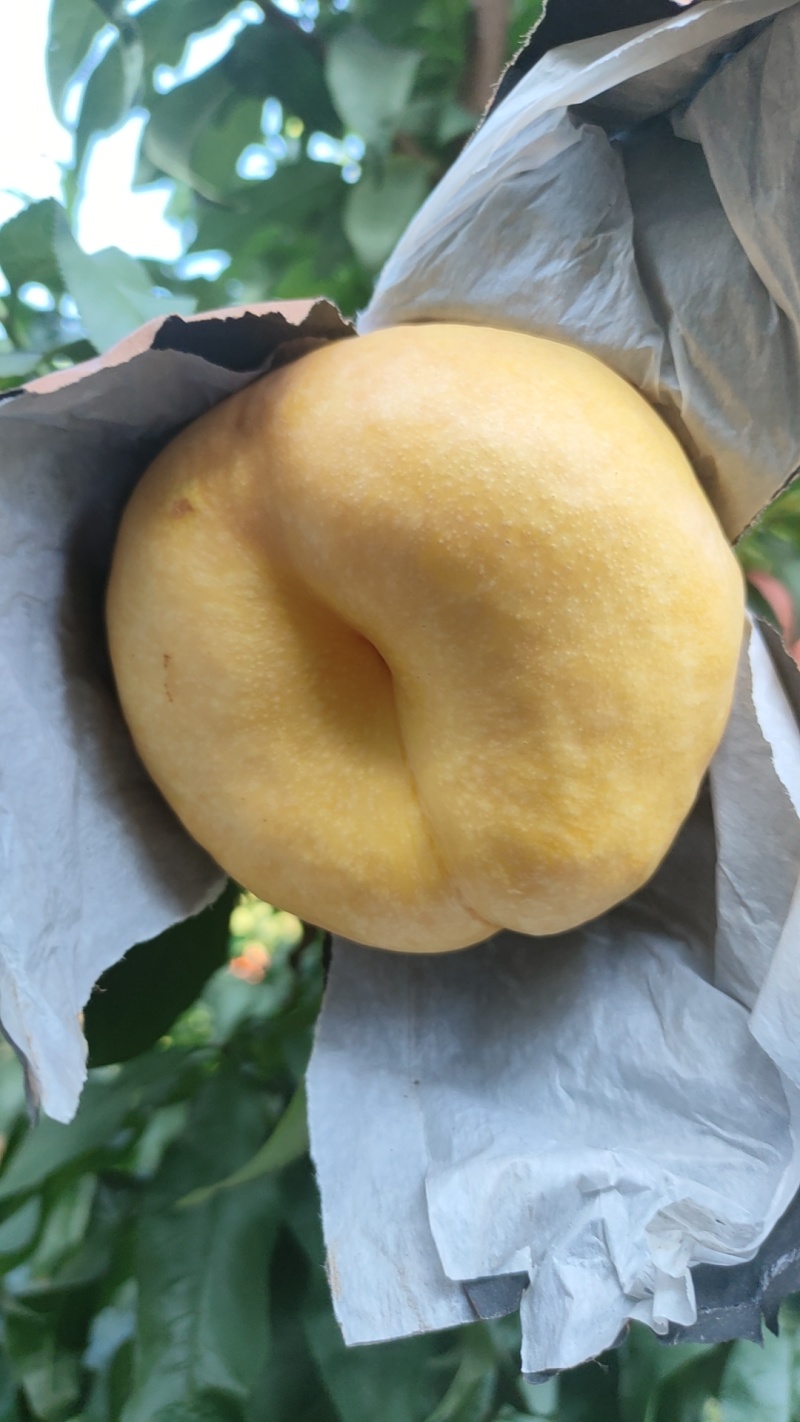 中油蟠味帝