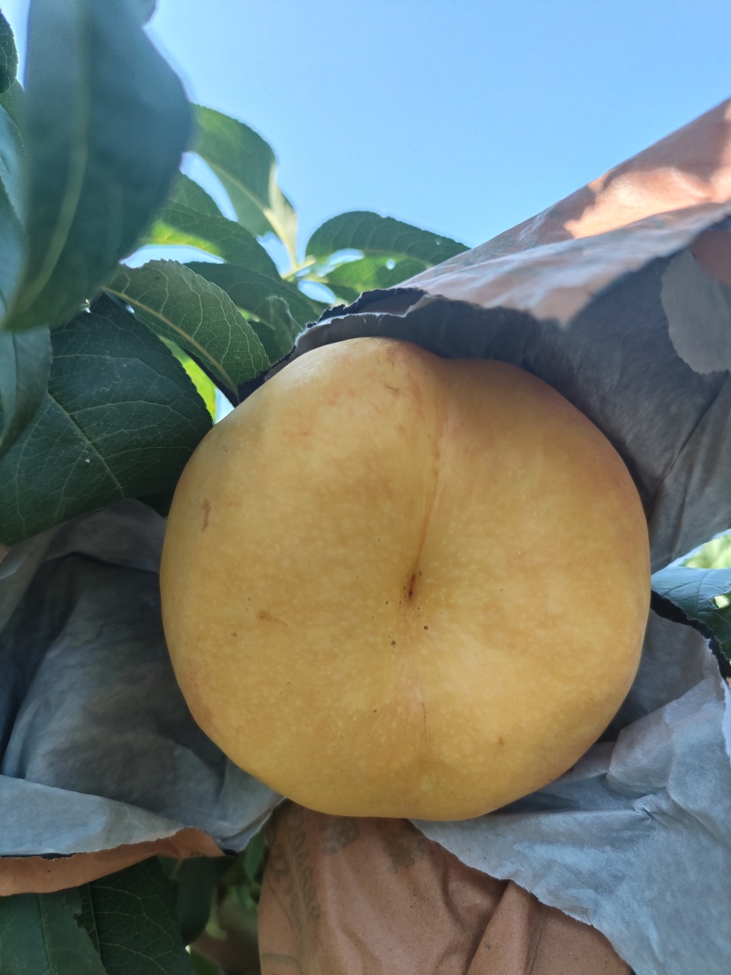 中油蟠味帝