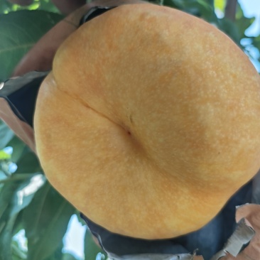 中油蟠味帝