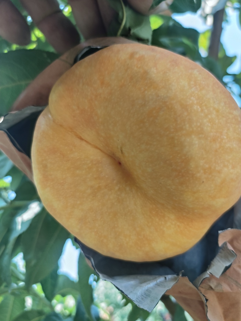 中油蟠味帝