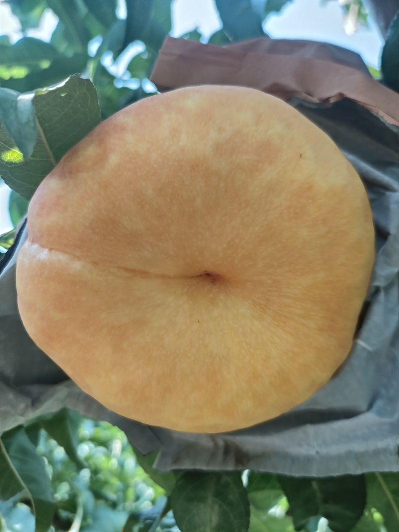 中油蟠味帝