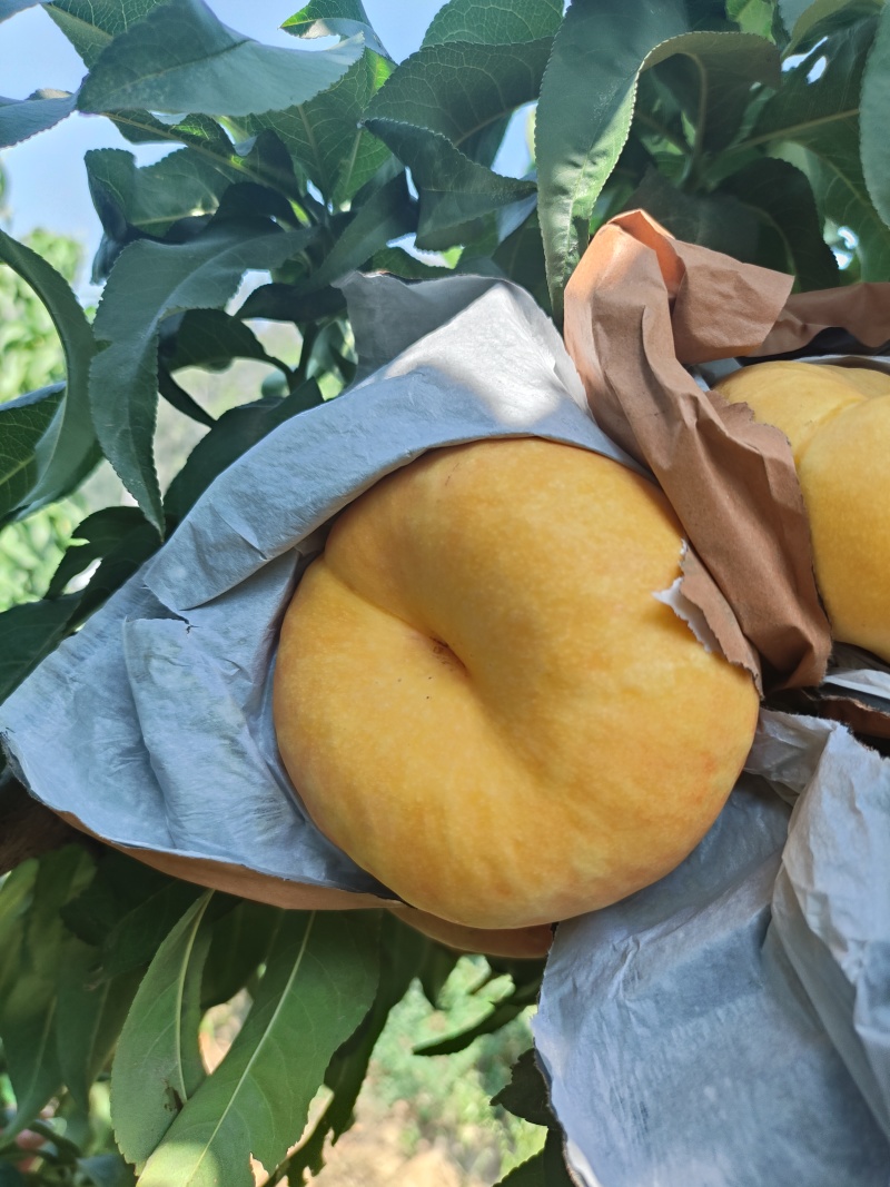 中油蟠味帝